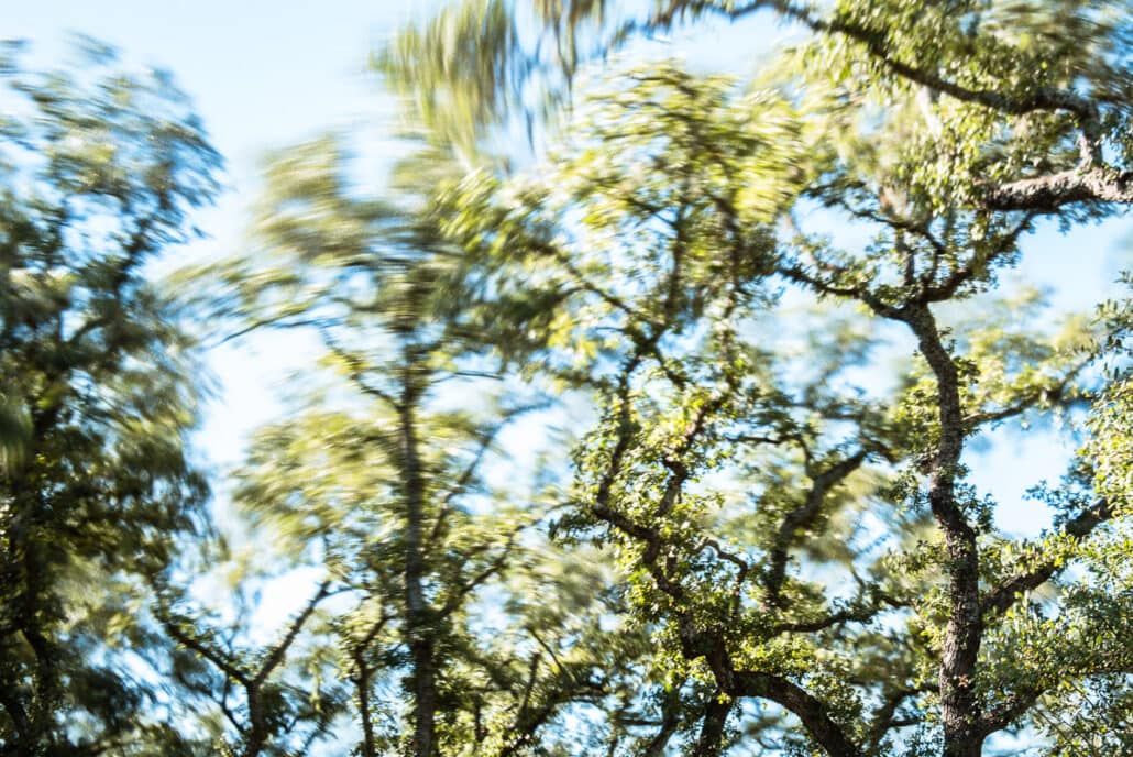 Live Oak treetops whip violently in the wind . Photograph by Jeff Kauffman (#141129A0013).