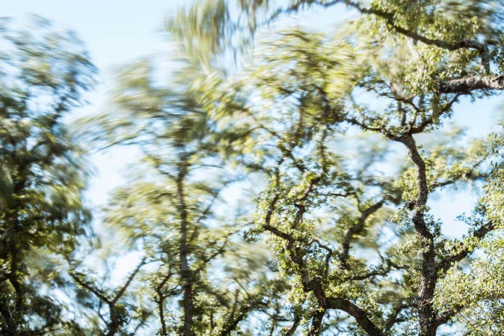 Live Oak treetops whip in the wind. Photograph by Jeff Kauffman (141129A0014).