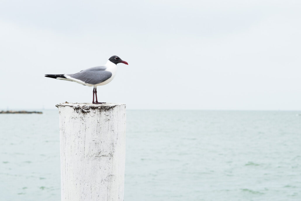 Jeff Kauffman Photography. Gulls #0101, a seagull romance. A Laughing Gull on the Texas coast near Corpus Christi.