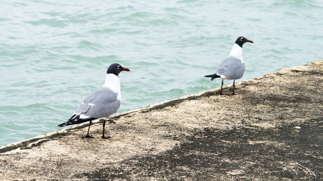 Jeff Kauffman Photography. Gulls #0109, a seagull romance. A pair of Laughing Gulls on the Texas coast near Corpus Christi.