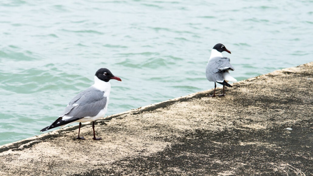 Jeff Kauffman Photography. Gulls #0110, a seagull romance. A pair of Laughing Gulls on the Texas coast near Corpus Christi.