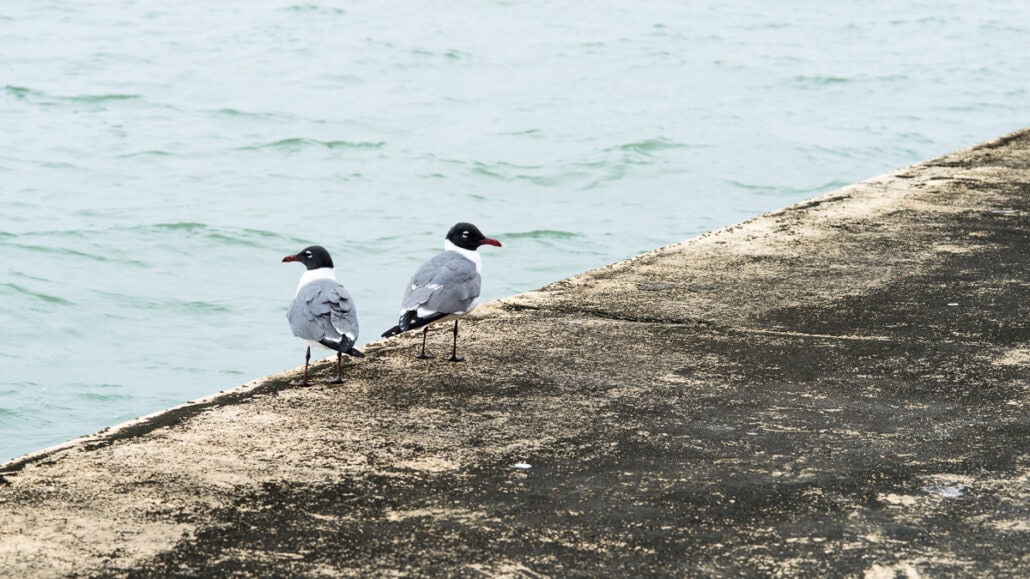 Jeff Kauffman Photography. Gulls #0112, a seagull romance. A pair of Laughing Gulls on the Texas coast near Corpus Christi.